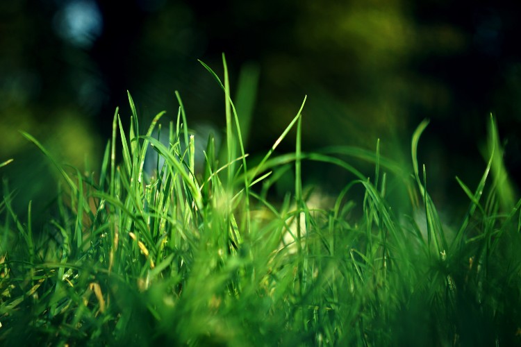 Patch of bright green grass