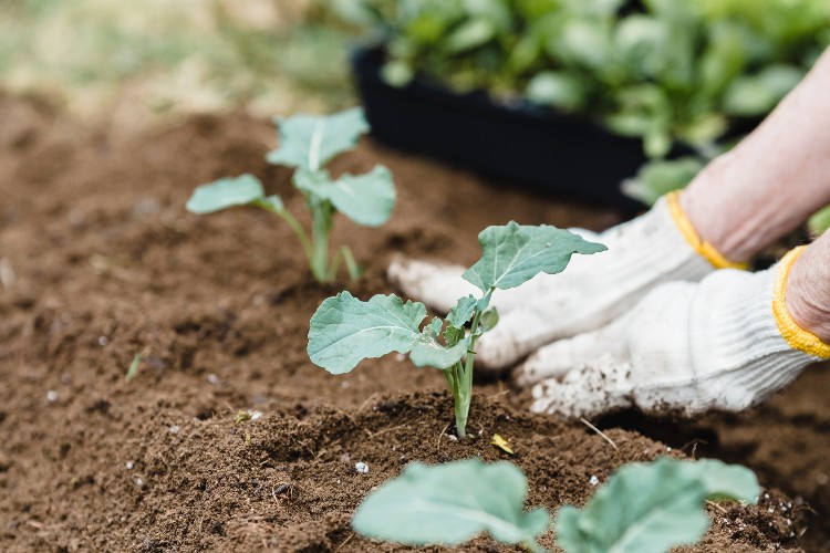 Person Planting in Garden