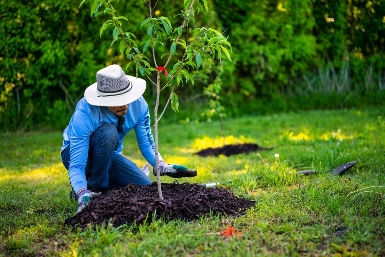 Man planting a tree in fresh mulch