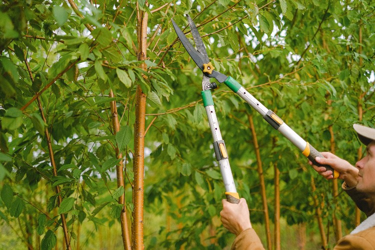 Person Pruning Tree