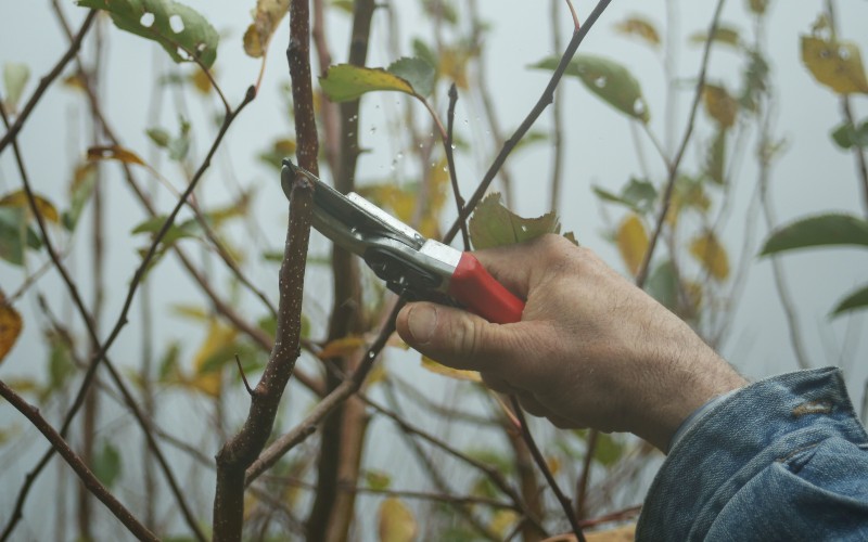 Trimming tree with plant sheers