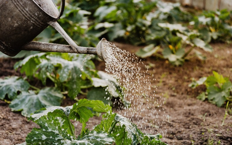 watering veggie garden with metal canister